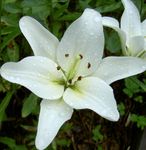 white Garden Flowers Lily The Asiatic Hybrids, Lilium Photo