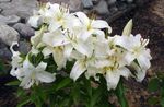 bianco I fiori da giardino Giglio Orientale, Lilium foto