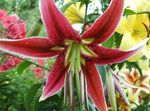 red Garden Flowers Oriental Lily, Lilium Photo