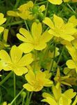 Poached egg plant, Meadow Foam 