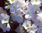 Photo Large-flowered Phlox, Mountain Phlox, California Phlox description