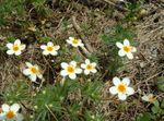 bela Veliki Cvetovi Phlox, Gorsko Phlox, California Phlox, Linanthus fotografija