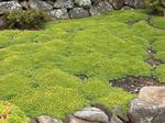 grün Gartenblumen Azorella, Yareta Foto