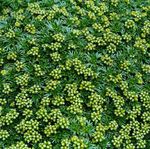 verde Flores de jardín Azorella, Yareta Foto