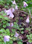 rosa I fiori da giardino Twinflower, Linnaea foto