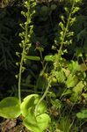 Photo Twayblade Coitianta, Neottia Ubh-Chruthach Duille Cur síos