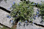 Photo Gromwell Scrambling Cur síos