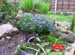 azul claro Flores de jardín Gromwell Aleatorización, Lithospermum Foto