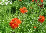 rot Gartenblumen Malteserkreuz, Jerusalem-Kreuz, London Stolz, Lychnis chalcedonica Foto