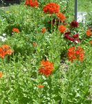 red Garden Flowers Maltese Cross, Jerusalem Cross, London Pride, Lychnis chalcedonica Photo