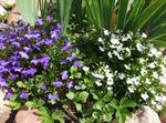 Lobélie De Bordure, La Lobélie Annuelle, Lobelia Fuite