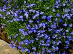 Foto Lobelia Ribete, Lobelia Anual, Lobelia Arrastran descripción