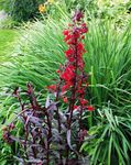 rouge Cardinal Fleur, Lobelia Mexicains, Lobelia fulgens Photo