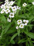 Foto Alyssum Dulce, Dulce Alison, Lobularia Costera descripción