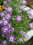 fotografija Sladko Alyssum, Sladko Alison, Seaside Lobularia opis