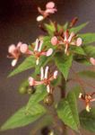 rose Moustiques Fleurs, Lopezia racemosa Photo