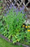 Photo Agastache, Hybrid Anise Hyssop, Mexican Mint description