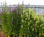 Agastache, Hybridné Aníz Yzop, Mexická Mäta