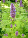 lilac Garden Flowers Agastache, Hybrid Anise Hyssop, Mexican Mint Photo