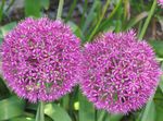 Ornamental Onion 