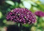 vineux les fleurs du jardin Oignon Ornement, Allium Photo