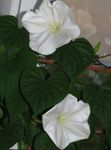 Moonflower, Vite Luna, Gigante Moonflower Bianco