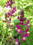 Фото Toadflax Двухпартийная сипаттамасы