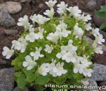 Photo Cymbalaria, Kenilworth Ivy, Climbing Sailor, Ivy-leaved Toad Flax description