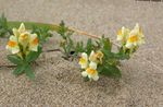 yellow Garden Flowers Linaria Photo