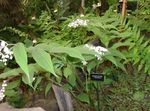 λευκό Λουλούδια κήπου Ψευδείς Κρίνος Της Κοιλάδας, Άγρια ​​κρίνος Της Κοιλάδας, Δύο Φύλλα Σφραγίδα Ψευδείς Σολομώντα, Maianthemum φωτογραφία