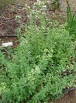 bianco I fiori da giardino Maggiorana, Origano Annodato, Origanum majorana foto