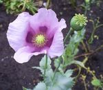 lilac Garden Flowers Corn Poppy, Papaver Photo