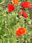 rot Gartenblumen Klatschmohn, Papaver Foto