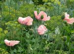 Orientalischen Mohn