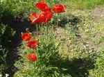 rosso I fiori da giardino Papavero Orientale, Papaver orientale foto