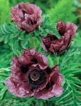 Фото Papaver Ұзақ Orientale сипаттамасы