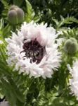 blanco Flores de jardín Amapola Oriental, Papaver orientale Foto