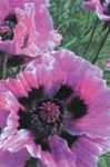 сиреневый Садовые Цветы Мак восточный многолетний, Papaver orientale Фото