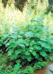 white Garden Flowers Plume Poppy, Bocconia, Macleaya cordata, Bocconia cordata Photo