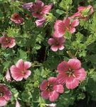 burgundy Garden Flowers Malope, Malope trifida Photo