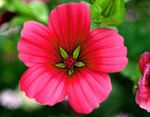 red Garden Flowers Malope, Malope trifida Photo