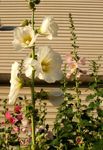 Hollyhock 