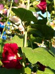 შინდისფერი ბაღის ყვავილები Hollyhock, Alcea rosea სურათი