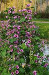 pourpre les fleurs du jardin Mauve, Rose Trémière Français, Malva sylvestris Photo