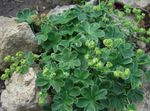 Lady's mantle 