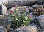 pink Garden Flowers Lungwort, Pulmonaria Photo