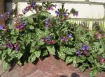 lilac Garden Flowers Lungwort, Pulmonaria Photo