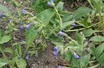 blue Garden Flowers Lungwort, Pulmonaria Photo