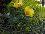 Himalaya Blauen Mohn