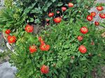 rot Gartenblumen Himalaya Blauen Mohn, Meconopsis Foto